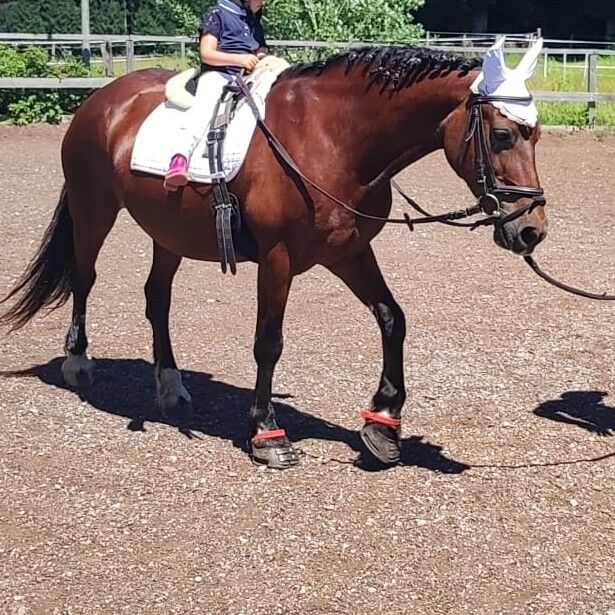 Sehr brave Ponystute Welsh Cob D, Steffi, Horses For Sale, Aying, Image 3