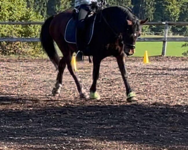 Sehr brave Ponystute Welsh Cob D, Steffi, Horses For Sale, Aying, Image 7