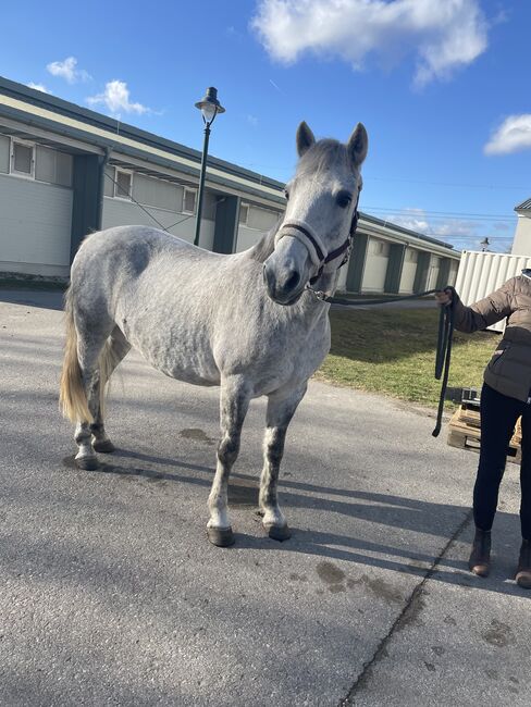 Sehr brave 6 Jahre Pony Stute, Birgit Schmidt , Horses For Sale, Ebreichdorf 