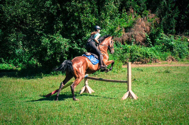 Sehr braver gerittener 4 jähriger Wallach, Pauline Erös, Horses For Sale, Gleisdorf, Image 4