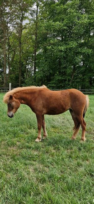 Ganz brave Isländer Stute mit guter Abstammung, Kerstin Rehbehn (Pferdemarketing Ost), Horses For Sale, Nienburg, Image 3