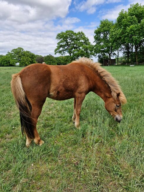 Ganz brave Isländer Stute mit guter Abstammung, Kerstin Rehbehn (Pferdemarketing Ost), Horses For Sale, Nienburg, Image 5