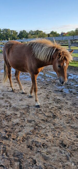 Ganz brave Isländer Stute mit guter Abstammung, Kerstin Rehbehn (Pferdemarketing Ost), Horses For Sale, Nienburg, Image 10