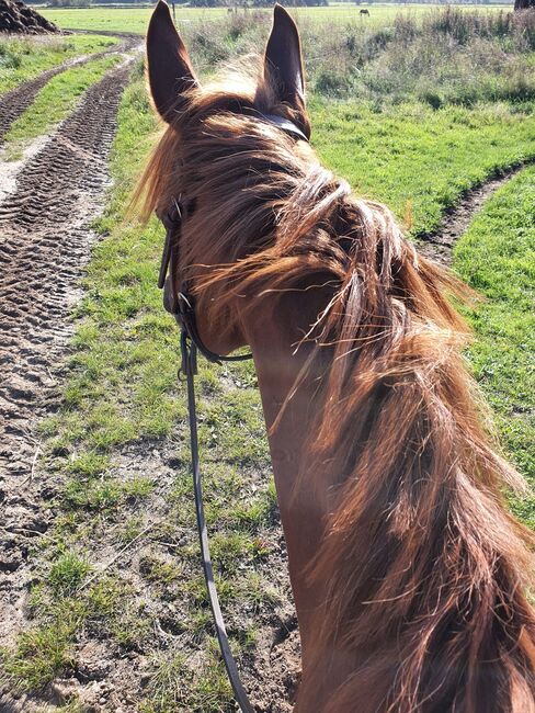 Sehr brave, gut gerittene Quarter Horse Stute von Imagimotion, Kerstin Rehbehn (Pferdemarketing Ost), Horses For Sale, Nienburg, Image 3