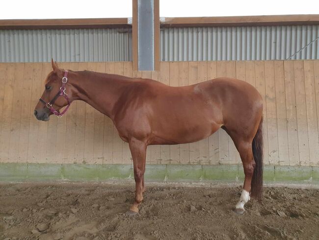 Sehr brave, gut gerittene Quarter Horse Stute von Imagimotion, Kerstin Rehbehn (Pferdemarketing Ost), Horses For Sale, Nienburg, Image 4