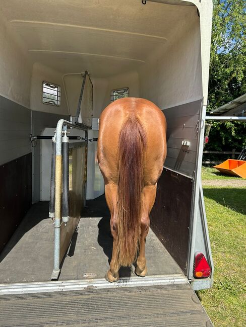 Sehr gut entwickelte, absolut liebe Quarter Horse Stute, Kerstin Rehbehn (Pferdemarketing Ost), Horses For Sale, Nienburg, Image 2