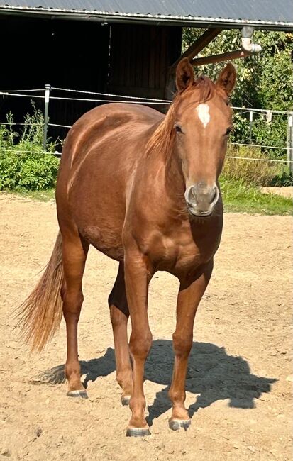 Sehr gut entwickelte, absolut liebe Quarter Horse Stute, Kerstin Rehbehn (Pferdemarketing Ost), Horses For Sale, Nienburg, Image 9