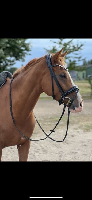 MyUnicorn Trense Signature Volterra Lack VB/COB neuwertig, MyUnicorn Signature Volterra, Gesine, Bridles & Headstalls, Kiel 