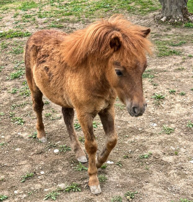 2 Original Shetlandponys halbjährig zu verkaufen, Sheryn Schär, Konie na sprzedaż, Röthenbach Hbsee