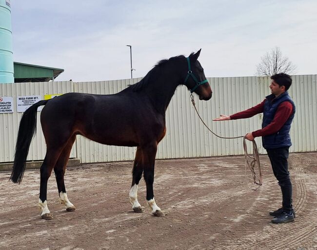 For sale 4 yo old geldig, Kelly palag , Konie na sprzedaż, Szarvas