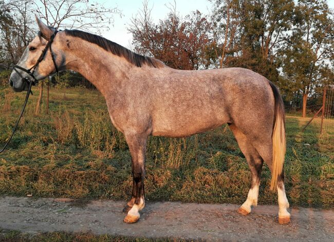 For sale 5 year old mare, Zima Roland , Konie na sprzedaż, Szarvas, Image 2