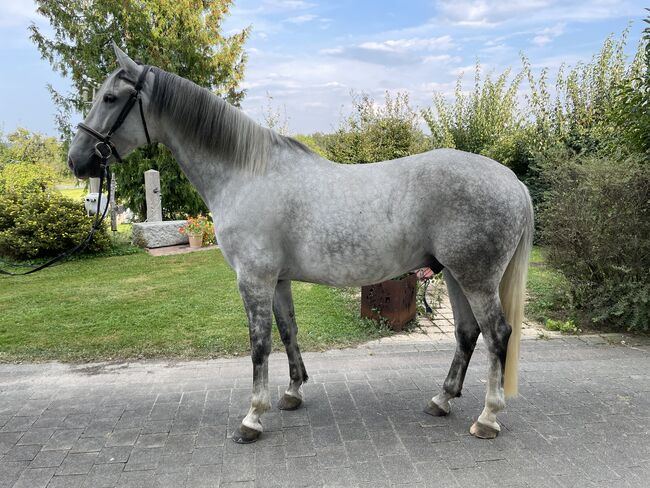 Verkaufe 6-jährigen Lipizzaner Wallach, Bettina, Konie na sprzedaż, Seeham