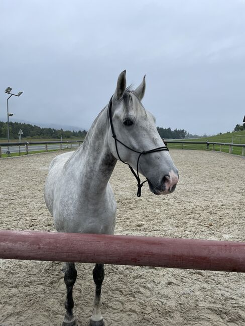 Verkaufe 7-jährigen Lipizzaner Wallach, Bettina, Konie na sprzedaż, Seeham, Image 3