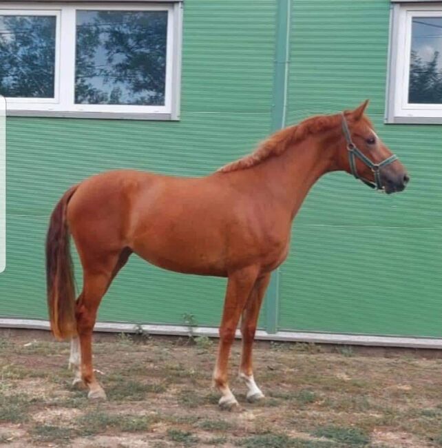 For sale  hungary sport horse 2.5 yo mare, Zima Roland , Konie na sprzedaż, Szarvas