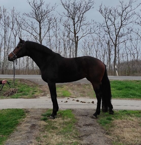 For sale jump horses in Hungária, Kelly palag , Konie na sprzedaż, Szarvas, Image 3