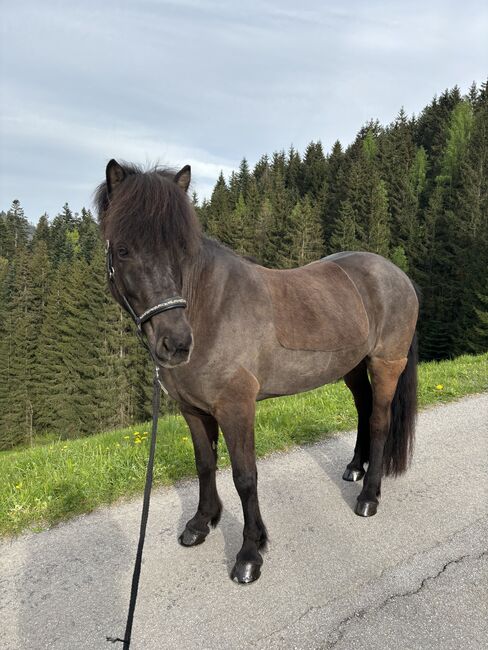 Verkaufe Superliebe Islandstute, Annika Pacholik, Konie na sprzedaż, Annaberg im Lammertal