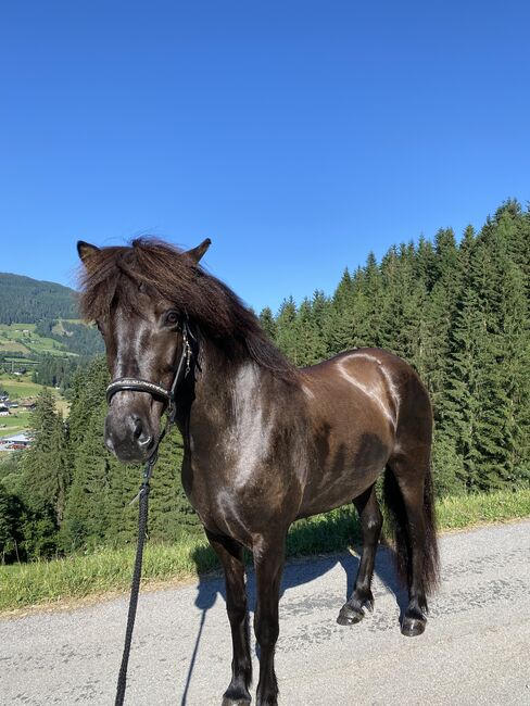 Verkaufe Superliebe Islandstute, Annika Pacholik, Konie na sprzedaż, Annaberg im Lammertal, Image 3