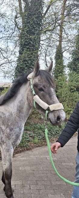 Verkaufe super lieben 2jährigen Hengst, Steffen, Konie na sprzedaż, Hörstel 