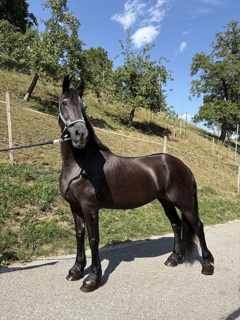 Gemütliche Stute zu verkaufen, Friedhelm Hanusch , Konie na sprzedaż, Feldkirchen