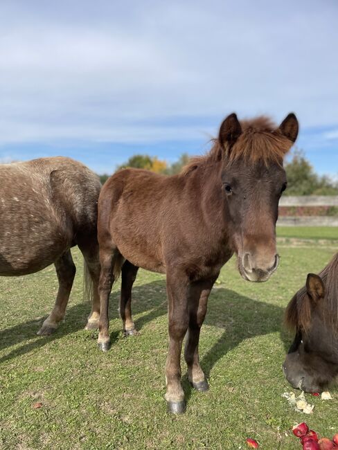 Ponyhengstfohlen zu verkaufen, Viktoria Ofner, Konie na sprzedaż, Weisskirchen