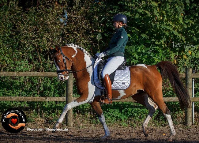 Nachwuchsstar mit überdurchschnittlichen GGA, Katharina Lehmann (Pferdevermittlung Leus), Pferd kaufen, Nuland