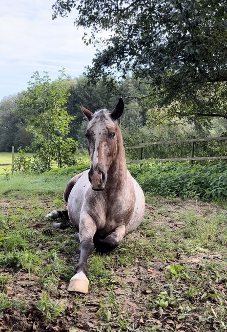 Fast 3 jähriger Appaloosa Wallach, Isabelle Bohling, Horses For Sale, Kutenholz , Image 5