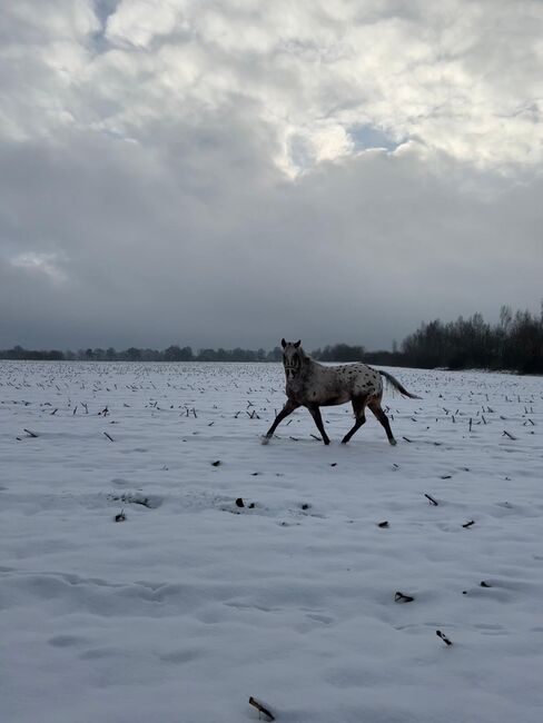 Fast 3 jähriger Appaloosa Wallach, Isabelle Bohling, Horses For Sale, Kutenholz , Image 7