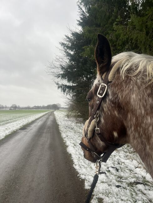 Fast 3 jähriger Appaloosa Wallach, Isabelle Bohling, Horses For Sale, Kutenholz , Image 8