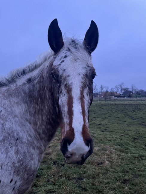 Fast 3 jähriger Appaloosa Wallach, Isabelle Bohling, Horses For Sale, Kutenholz , Image 13