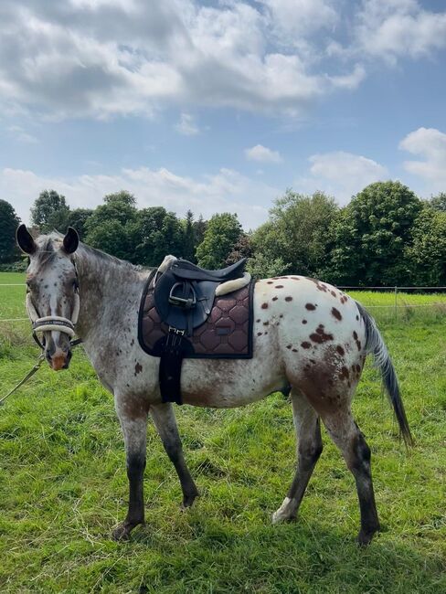 Fast 3 jähriger Appaloosa Wallach, Isabelle Bohling, Horses For Sale, Kutenholz , Image 14