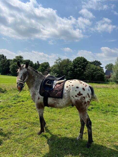 Fast 3 jähriger Appaloosa Wallach, Isabelle Bohling, Horses For Sale, Kutenholz , Image 15