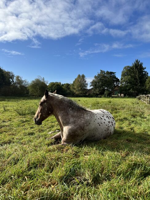 Fast 3 jähriger Appaloosa Wallach, Isabelle Bohling, Horses For Sale, Kutenholz , Image 18