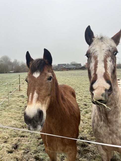 Fast 3 jähriger Appaloosa Wallach, Isabelle Bohling, Horses For Sale, Kutenholz , Image 20