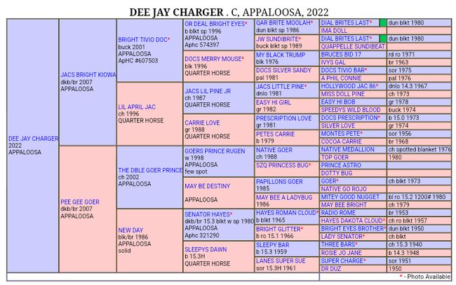 Fast 3 jähriger Junghengst / Wallach ApHC, A. Gößler, Horses For Sale, Morbach, Image 3