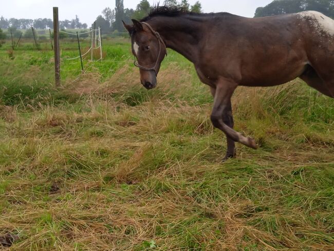 Fast 3 jähriger Junghengst / Wallach ApHC, A. Gößler, Horses For Sale, Morbach, Image 4