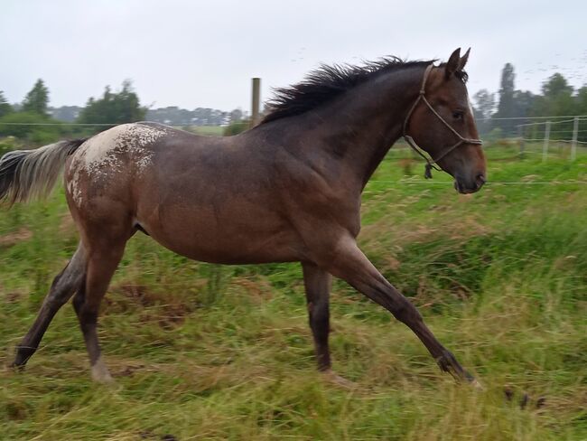 Fast 3 jähriger Junghengst / Wallach ApHC, A. Gößler, Horses For Sale, Morbach, Image 6