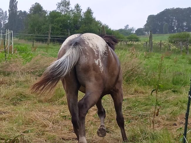 Fast 3 jähriger Junghengst / Wallach ApHC, A. Gößler, Horses For Sale, Morbach, Image 7