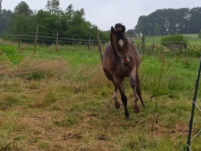 Fast 3 jähriger Junghengst / Wallach ApHC, A. Gößler, Horses For Sale, Morbach, Image 9