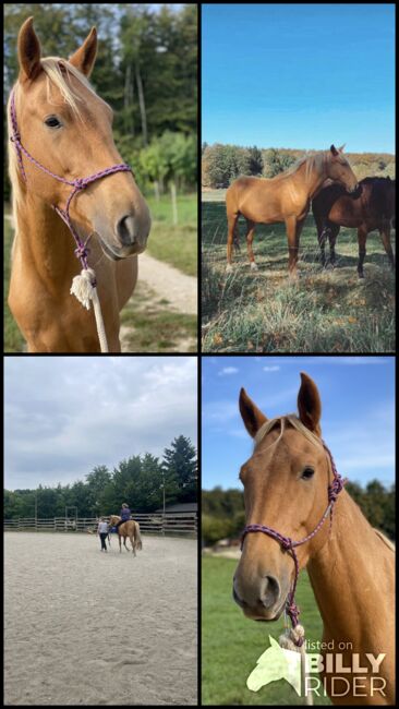 fast 4 jähriger Spanier, Jenny, Horses For Sale, Hohenstein , Image 9