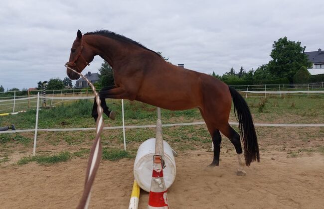 Fast wie ein eigenes Pferd oder pony, Tina, Horse Sharing, Döbeln, Image 3