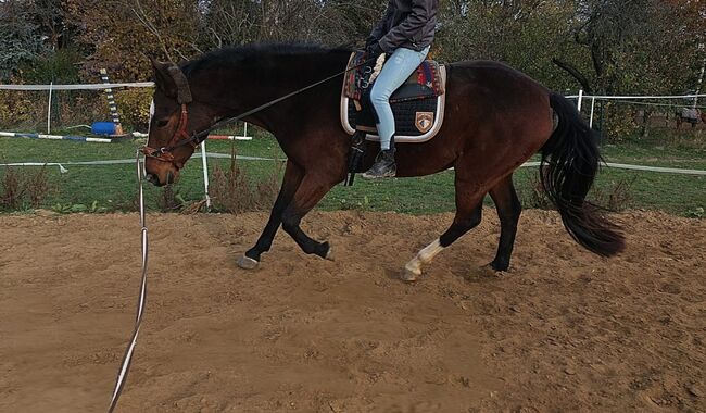 Fast wie ein eigenes Pferd oder pony, Tina, Horse Sharing, Döbeln, Image 4