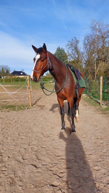 Fast wie ein eigenes Pferd oder pony, Tina, Horse Sharing, Döbeln, Image 9