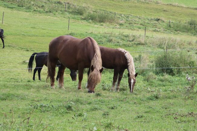 Naila wunderschönes Stutfohlen, Monika, Horses For Sale, Schwindegg , Image 5