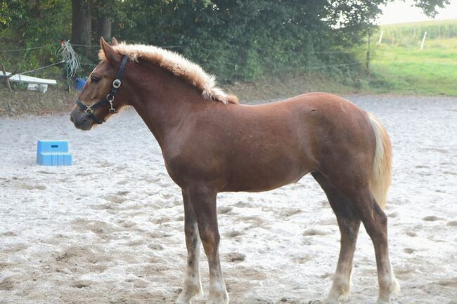 Naila wunderschönes Stutfohlen, Monika, Horses For Sale, Schwindegg 