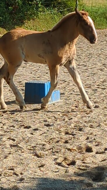 Naila wunderschönes Stutfohlen, Monika, Horses For Sale, Schwindegg , Image 2