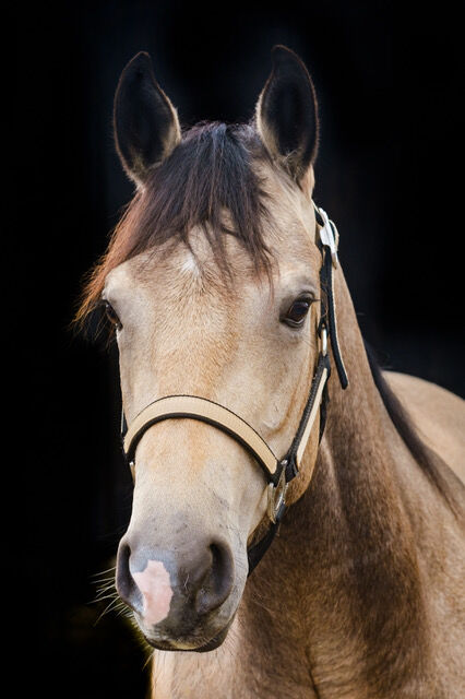 top Reining Prospekt, Kerstin Rehbehn (Pferdemarketing Ost), Konie na sprzedaż, Nienburg, Image 3