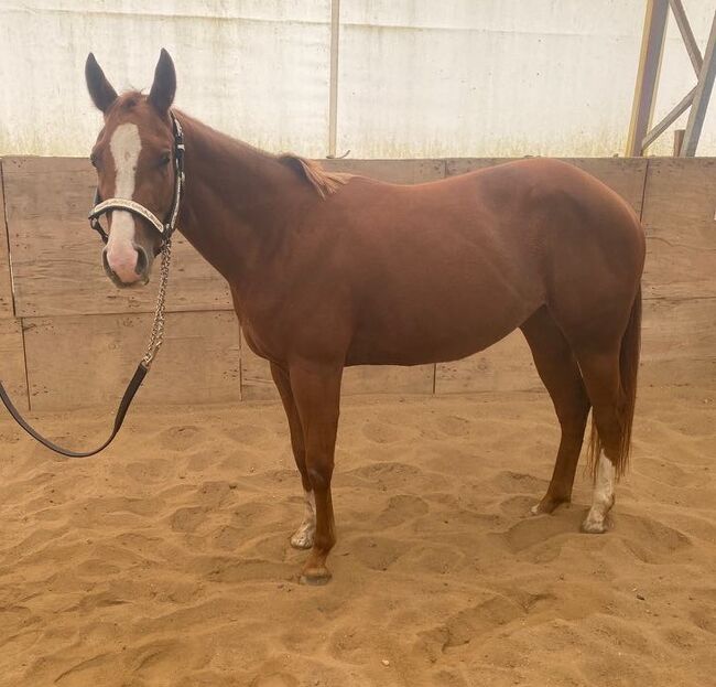 Top QH Nachwuchsstute vom Allround Vererber Unxpected, Kerstin Rehbehn (Pferdemarketing Ost), Konie na sprzedaż, Nienburg, Image 3