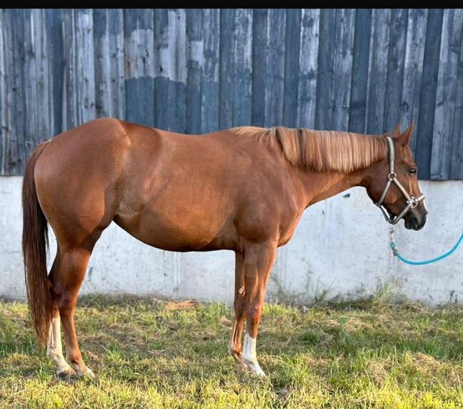 Top QH Nachwuchsstute vom Allround Vererber Unxpected, Kerstin Rehbehn (Pferdemarketing Ost), Konie na sprzedaż, Nienburg, Image 4