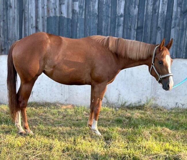 Top QH Nachwuchsstute vom Allround Vererber Unxpected, Kerstin Rehbehn (Pferdemarketing Ost), Konie na sprzedaż, Nienburg, Image 7