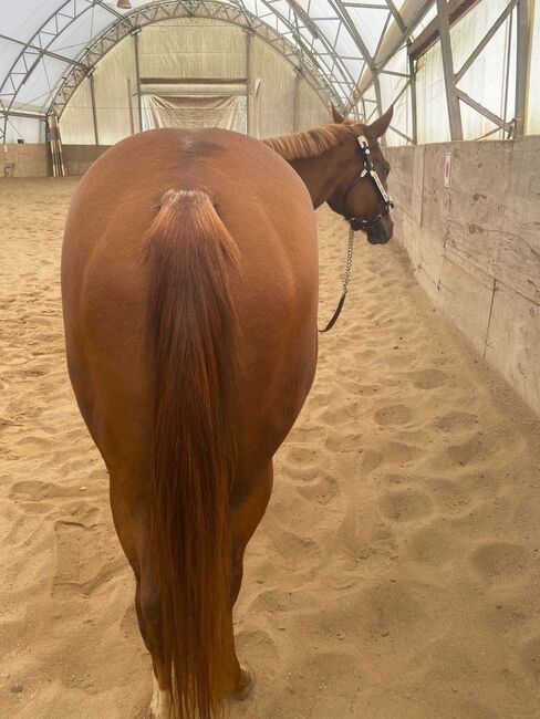 Top QH Nachwuchsstute vom Allround Vererber Unxpected, Kerstin Rehbehn (Pferdemarketing Ost), Konie na sprzedaż, Nienburg, Image 10